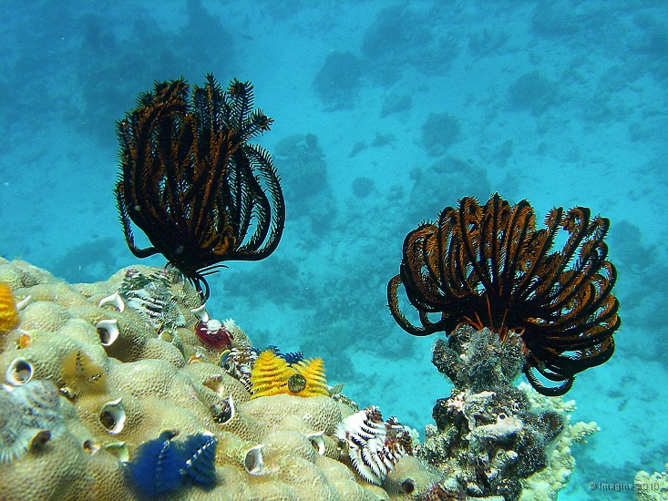 87- Crinoides et spirobranches sur un massif de porites - Kouare.JPG